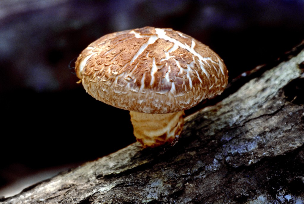 Shiitake_mushroom