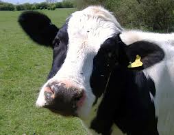leche de vaca hipoalergénica