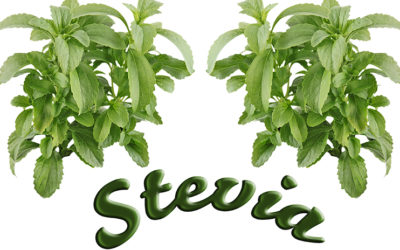 La Stevia te ayuda a adelgazar